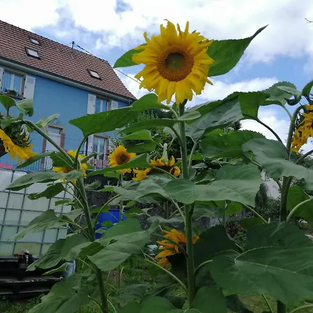Les Locations De Stephanie ,gite L'arbre